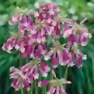Pink Diamond